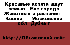 Красивые котята ищут семью - Все города Животные и растения » Кошки   . Московская обл.,Дубна г.